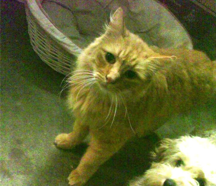 AIYOUXI.COM-_传统体育馆升级：智能化的体验新篇章_，体育场馆智能化解决方案